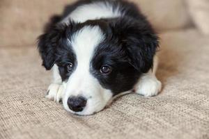 grappig portret van schattige lachende puppy hondje border collie thuis foto