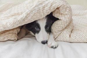 grappig portret van schattige lachende puppy hondje border collie in bed thuis