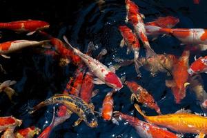 Koi karper. een groep kleurrijke karpervissen die in de visvijver zwemmen. mooie dierlijke achtergrondstructuur. foto