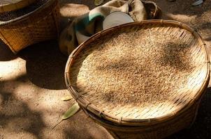 de padie wordt gedroogd door de zon op een rieten dienblad. het is een volkswijsheid om rijst te drogen voordat je het gebruikt voor koken of andere productie. thailand traditioneel. foto