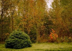 dennenboom en hek, houten poort tuin ingang, gouden bladeren herfst achtergrond. foto