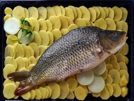 rauwe karper, hele vis met gesneden aardappelen op dienblad op blauwe achtergrond. traditioneel europees gerecht