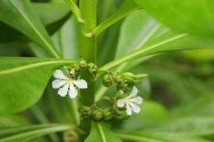 witte bloem van strand naupaka en vervaging groen jong fruit op tak achtergrond, thailand. foto