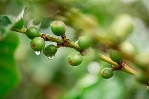 koffie kersen. koffiebonen op koffieboom, tak van een koffieboom met rijp fruit met dauw. concept afbeelding. foto