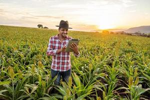 agronoom houdt tablet-touchpadcomputer in het maïsveld en onderzoekt gewassen voordat hij wordt geoogst. agribusiness-concept. Braziliaanse boerderij. foto