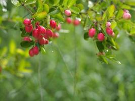 karonda fruit, carissa carandas l. karanda carunda christus doorn, apocynaceae-boom die in de tuin bloeit op een wazige natuurachtergrond foto