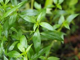 koning van bitters wetenschappelijke andrographis paniculata burm, muur. ex nee, fah talai jhon, thaise kruiden verlichten keelpijn, verminderen koorts, verwarmen de koude groene bladeren groente natuur coronavirus covid19 foto