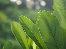 close-up natuur weergave van groen blad in de tuin in de zomer onder zonlicht. natuurlijke groene planten landschap gebruiken als achtergrond of behang. foto