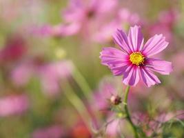 kosmosbloem in tuin, roze kleur op vage van aardachtergrond foto