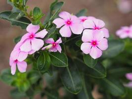 gemeenschappelijke naam west-indische, madagascar, bringht oog, indische, cape, pinkle-pinkle, vinca, cayenne jasmijn, rose maagdenpalm, oude meid wetenschappelijke naam catharanthus roseus bloem hebben roze kleur foto