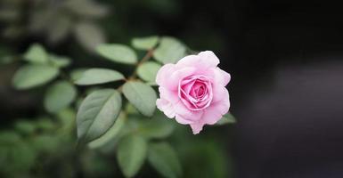 roze roos bloemstuk mooi boeket op wazig van nat foto