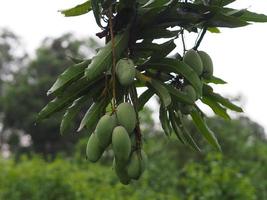 groen fruit is zure wetenschappelijke naam mangifera indica l. var., lichte mango op boom in tuin wazig van natuur achtergrond foto