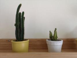 cactusboom groene stam heeft scherpe punten rond met bloemen die bloeien in terracotta pot foto