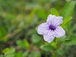 waterkanon watrakanu minnieroot ijzerwortel, feverroot, popping pod, cracker plant trai-no, toi ting acanthaceae, britton wild, mexicaanse klokje petunia violette bloementuin natuur achtergrond foto