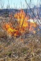 brandstichting van droog gras en riet, branden van milieuvervuiling.