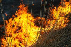 achtergrond, rode vlammen sterk vuur, brandend droog gras, noodgeval. foto