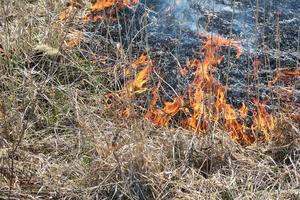 brandstichting van droog gras en riet, branden van milieuvervuiling.