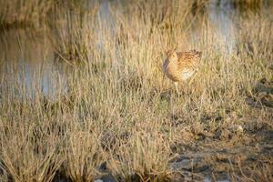 Euraziatische wulp numenius arquata die moerasland waadt op zoek naar voedsel in het natuurpark van Mallorca Spanje foto