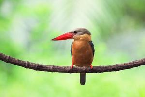 ooievaarsgefactureerde ijsvogel die op de tak in thailand neerstrijkt. foto