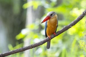 ooievaarsgefactureerde ijsvogel die op de tak in thailand neerstrijkt. foto