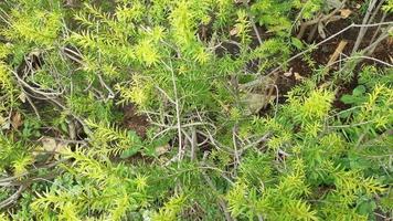 groen blad plant struik natuurlijke foto