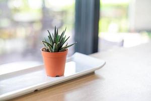 groene haworthia limifolia-cactus in kleine oranje potten, op de tafel bij het raam op kantoor geplaatst, luchtzuiverende boom foto