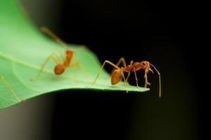 rode mier, mier op groen blad in de tuin, selectieve oogfocus en zwarte achtergrondkleur, macro foto