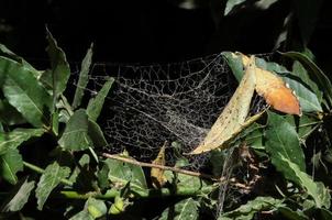 spinnenweb tussen laurierblaadjes foto