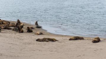 zeeleeuwen rusten in het zand foto