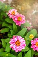 roze bloem bloeiende schoonheid natuur en groene bladeren zachte vervaging foto