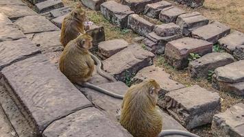 apenfamilie in angkor wat foto