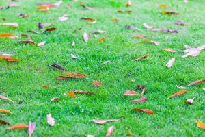 groen gazon in het stadspark met gedroogde bladeren foto