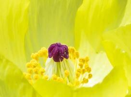 wilde bloem in bangladesh. foto