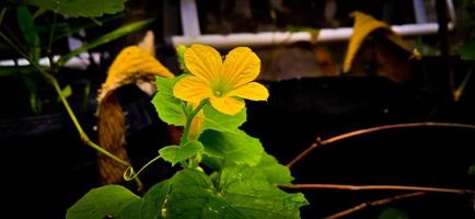 groen blad en gele bloem van koningin komkommer plant cucumis melo, cucurbitaceae familie. foto