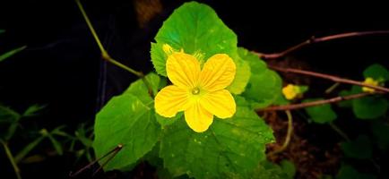 groen blad en gele bloem van koningin komkommer plant cucumis melo, cucurbitaceae familie. foto