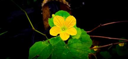 groen blad en gele bloem van koningin komkommer plant cucumis melo, cucurbitaceae familie. foto