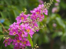 bungor, lagerstroemia floribunda jack ex blume violette bloem boom in tuin natuur achtergrond