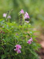 Chinees viooltje, coromandel, ganges-sleutelbloem, Filippijnse violette bloem Acanthaceae, asystasia gangetica naamboom in tuin op aardachtergrond foto