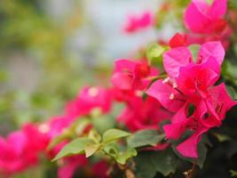 magnoliophyta wetenschappelijke naam bougainvillea papier bloem roze kleur op wazig van de natuur achtergrond foto