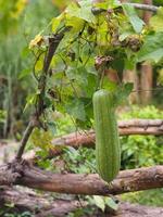 luffa acutangular, cucurbitaceae groene groente vers in de tuin op de achtergrond van de natuur foto