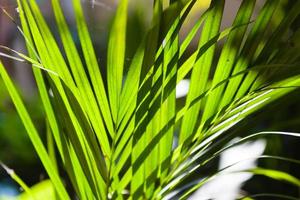 zon schijnt door een stralend palmblad. natuurlijke achtergrond textuur foto