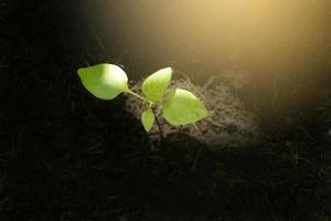 bovenaanzicht van zaailing groene plant die in de grond groeit met zonlichtvlek.