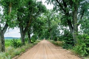 landschap van een zandweg door een steegje van bomen foto