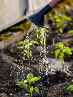 paprika's in de kas, water geven uit een gieter foto