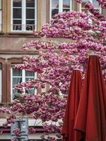 prachtige kersenbloesems bloeiend met roze bloemen foto