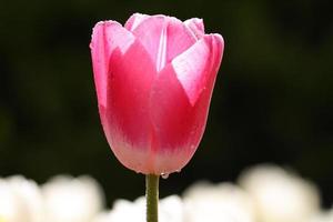 macro-opname van roze tulp in de tuin op de zwarte achtergrond foto