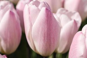 roze tulpen in de tuin, close-up foto