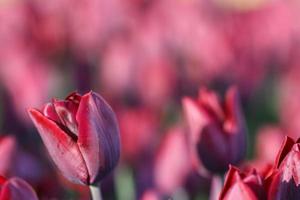 close-up van bordeauxrode tulpen foto