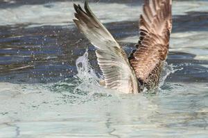 meeuw tijdens de vlucht op het water foto