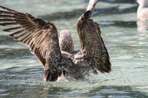 meeuw tijdens de vlucht op het water foto